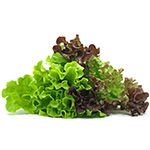 shutterstock_132164675