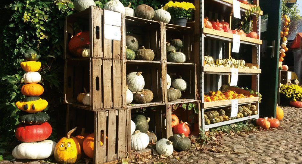 Fotos: Peter Zens – Landwirt und Inhaber des Gertrudenhofes; Astrid Cordes, Elke Boggasch, Alexander May kuerbis-5