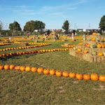 wo-die-kuerbisse-zu-hause-sind