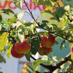 voelkel-halle-mit-apfelbaum-web