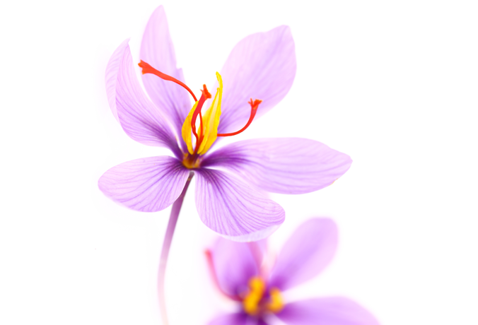 Foto: Shutterstock/Gts safran