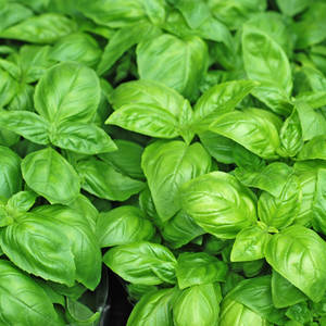 Basilikum-blog