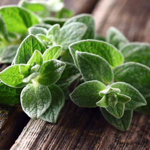 oregano-blog